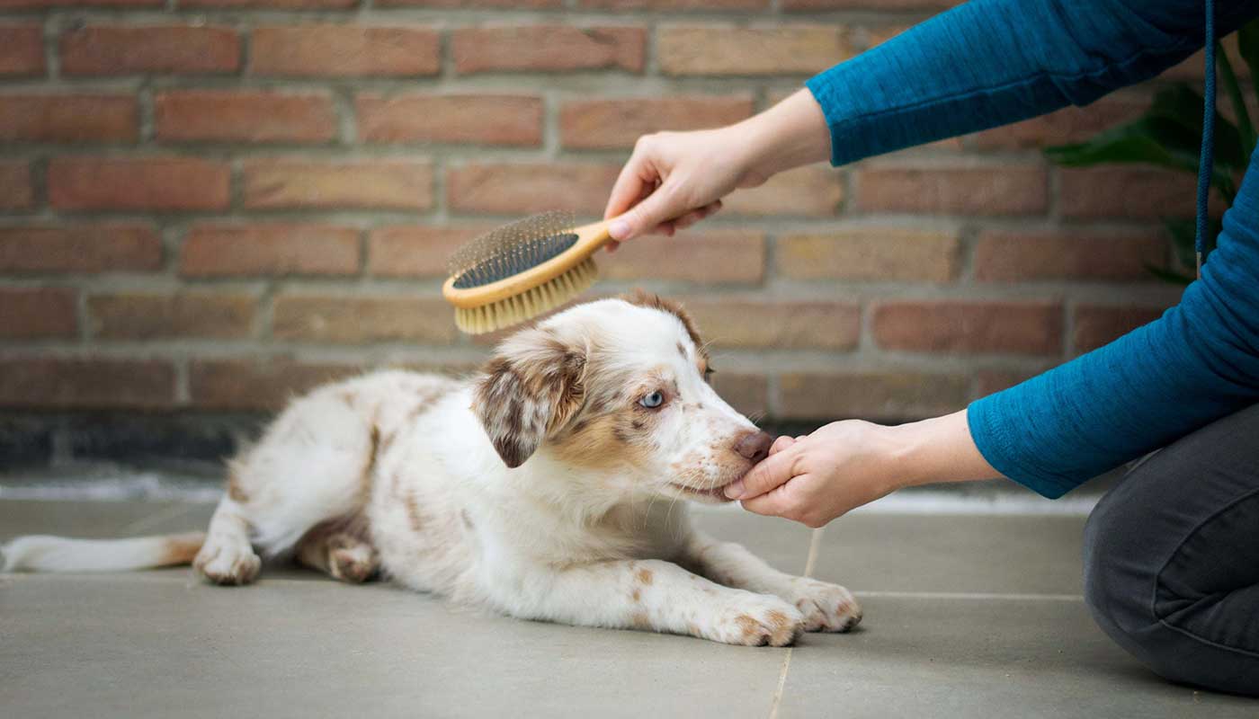 World Pet Canada