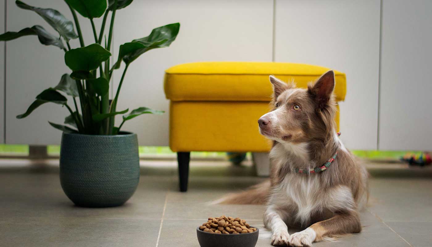 World Pet Canada