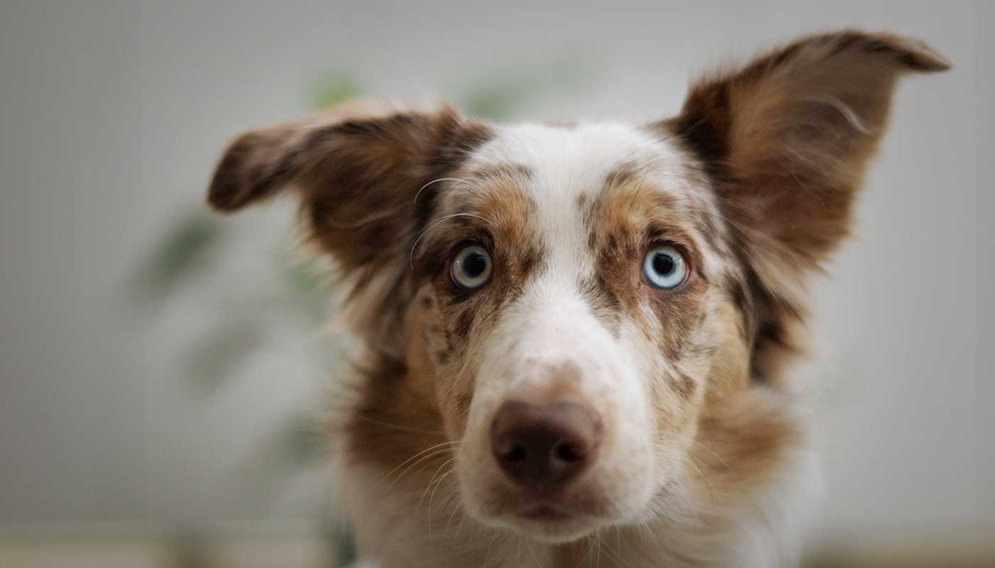 World Pet Canada