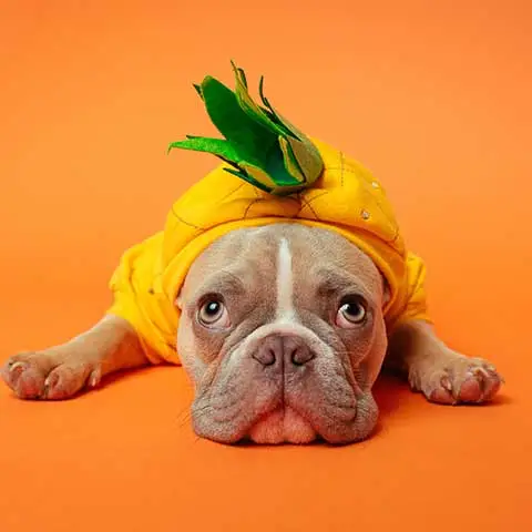 World Pet Canada