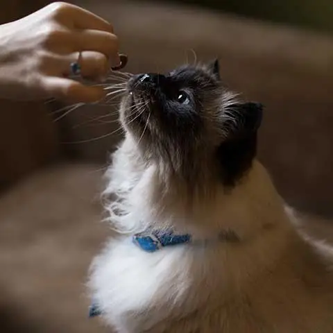 World Pet Canada